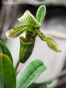 Paphiopedilum schoseri