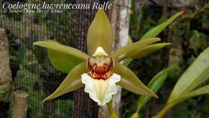 Coelogyne lawrenceana