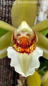 Coelogyne lawrenceana