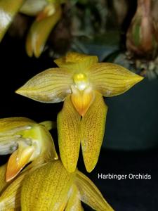 Bulbophyllum cootesii