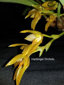 Bulbophyllum cootesii