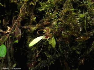 Masdevallia nidifica