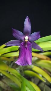 Miltonia moreliana