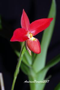 Phragmipedium besseae