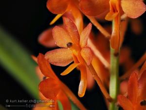 Vanda miniata