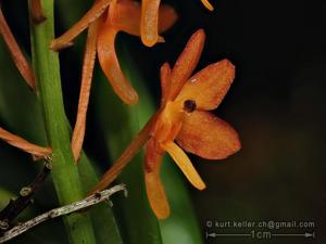 Vanda miniata