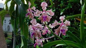 Vanda suavis