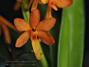 Vanda miniata