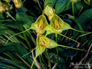 Masdevallia nidifica