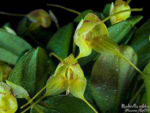 Masdevallia nidifica