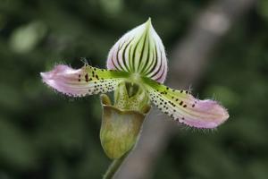 Paphiopedilum acmodontum