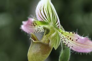 Paphiopedilum acmodontum