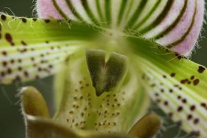 Paphiopedilum acmodontum