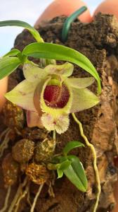 Dendrobium hekouense