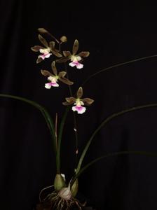 Encyclia randii