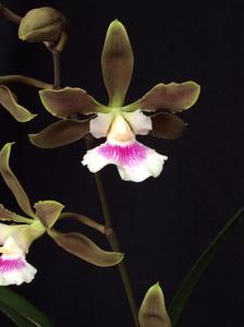 Encyclia randii