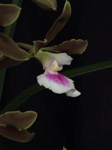 Encyclia randii