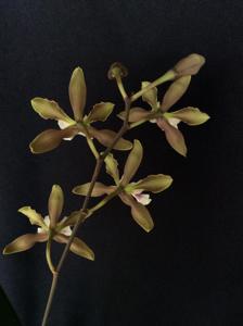 Encyclia randii