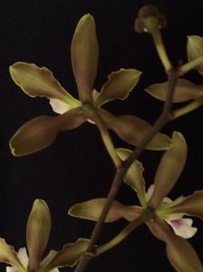 Encyclia randii