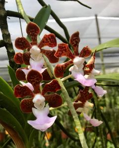 Vanda insignis