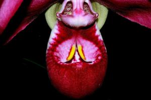 Phragmipedium kovachii