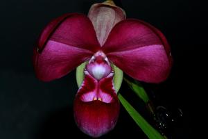 Phragmipedium kovachii