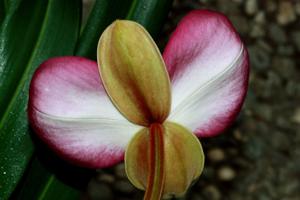 Phragmipedium kovachii