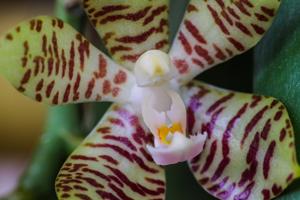 Phalaenopsis kapuasensis