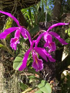 Cattleya maxima