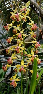 Vanda lamellata