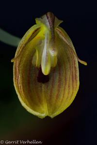 Restrepia nittiorhyncha