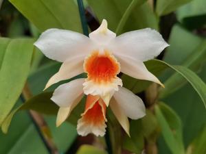 Dendrobium cariniferum