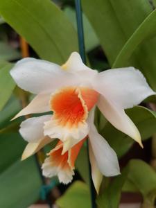 Dendrobium cariniferum