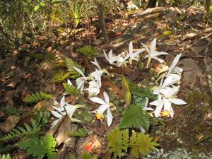 Pleione maculata