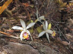 Pleione maculata