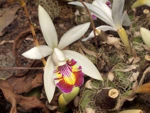 Pleione maculata