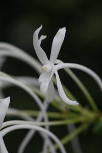 Vanda falcata