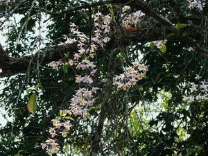 Dendrobium gratiosissimum