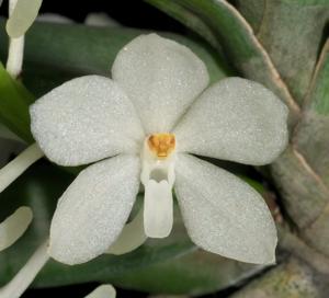 Vanda ampullacea