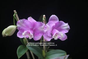 Cattleya loddigesii