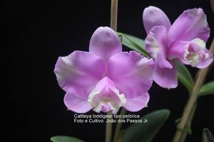 Cattleya loddigesii