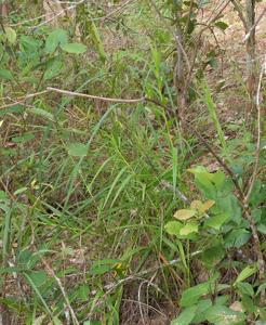 Arundina graminifolia