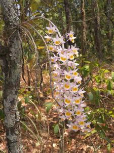 Dendrobium gratiosissimum