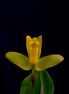 Lycaste aromatica