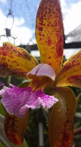 Cattleya granulosa