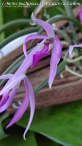 Leptotes pohlitinocoi