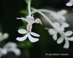 Calanthe triplicata