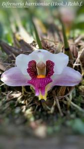 Bifrenaria harrisoniae