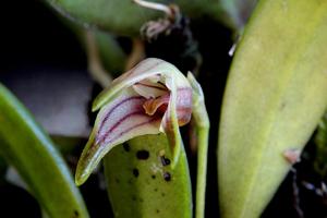 Masdevallia striatella