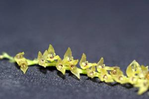 Acianthera capillaris